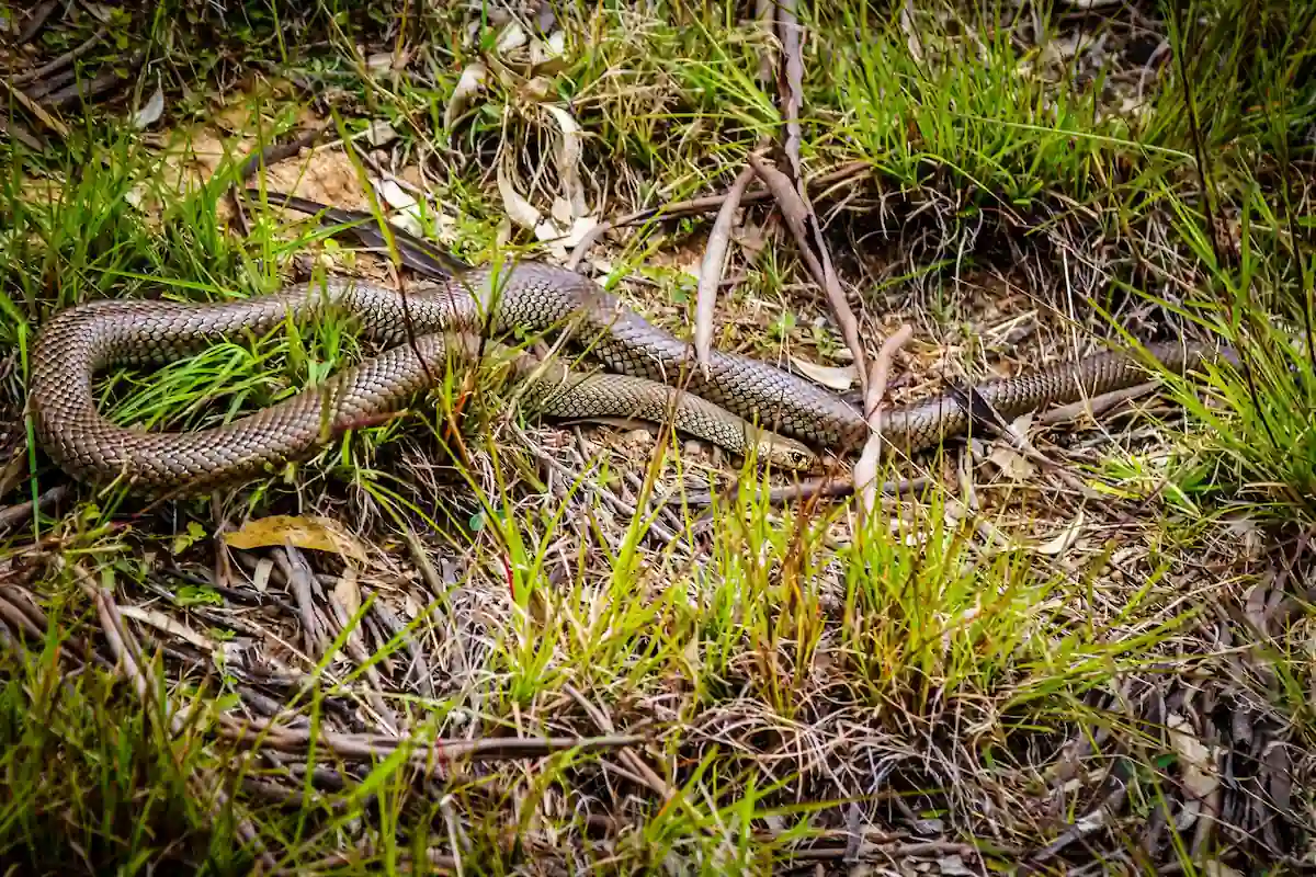 dangerous australia2 Опасная Австралия