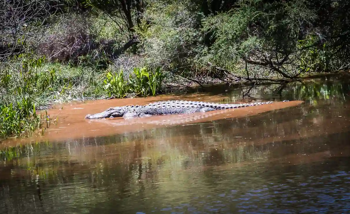 dangerous australia3 Опасная Австралия