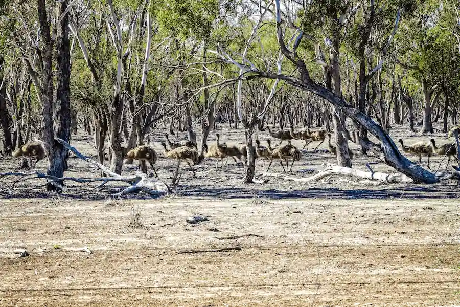 lightning ridge2 Lightning Ridge