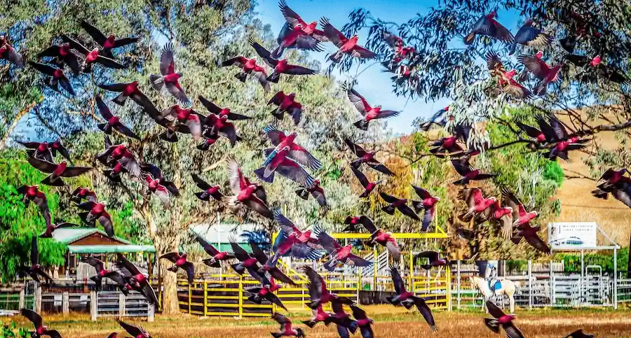 lightning ridge4 Lightning Ridge