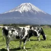Всемирный Вулкан Фудзи сан