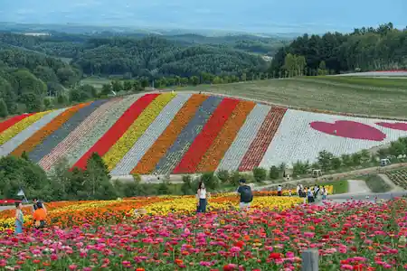 magic-furano
