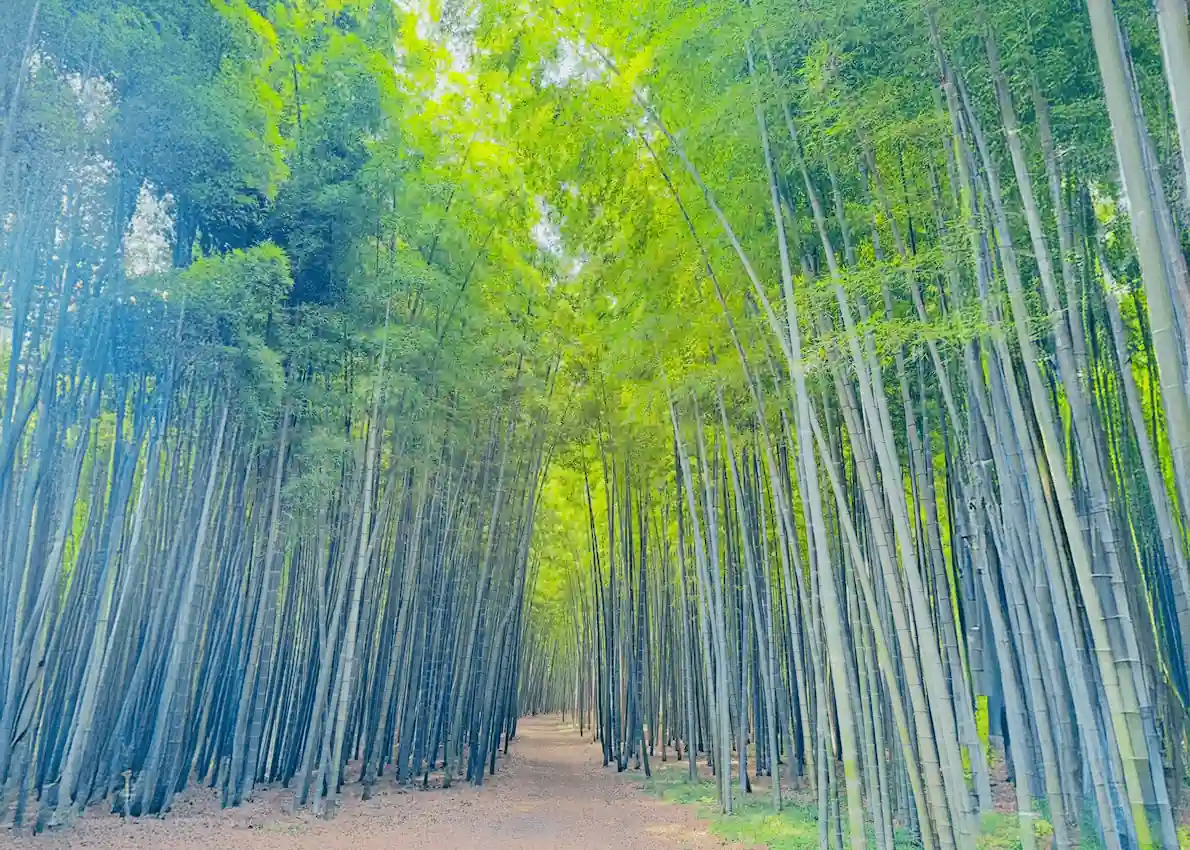 photo kimono bamboo4 Япония,Фотосессия в кимоно среди бамбука,Япония без толп туристов,Гид в Японии на русском