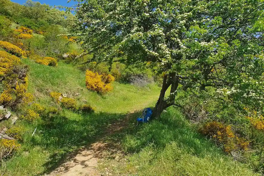 paths_Camino_de_Santiago