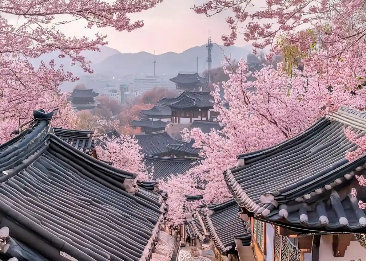 seoul-busan-cherry-blossoms