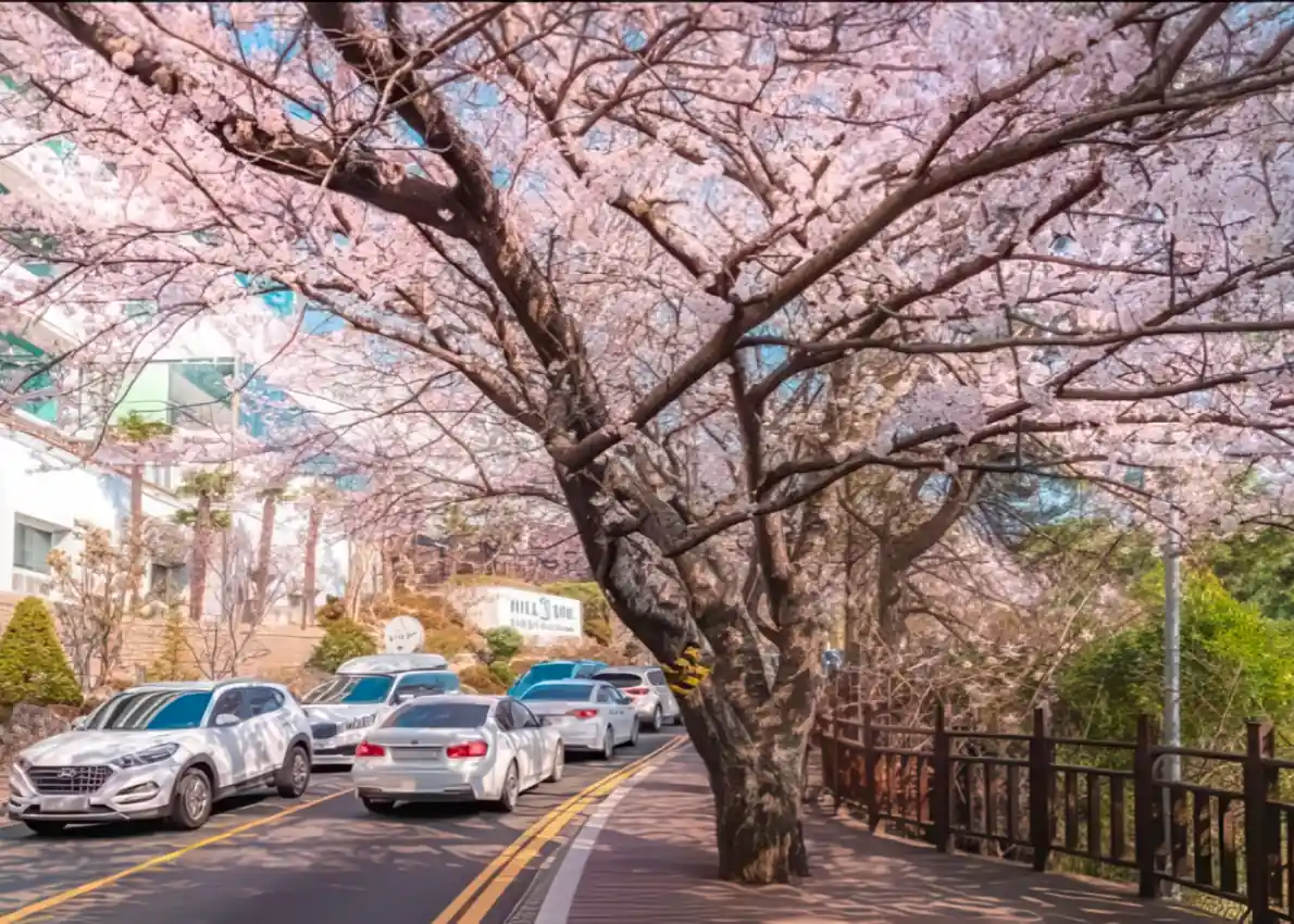 seoul-busan-cherry-blossoms