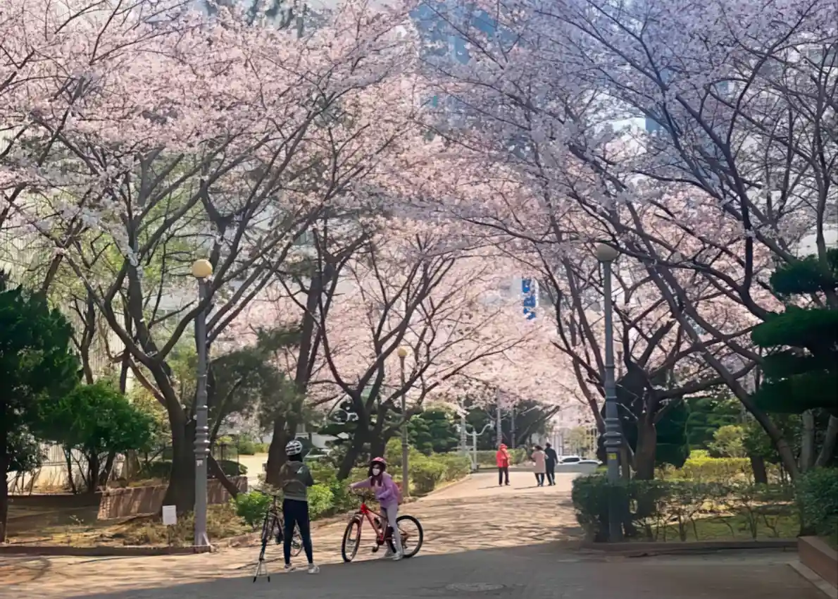 seoul-busan-cherry-blossoms